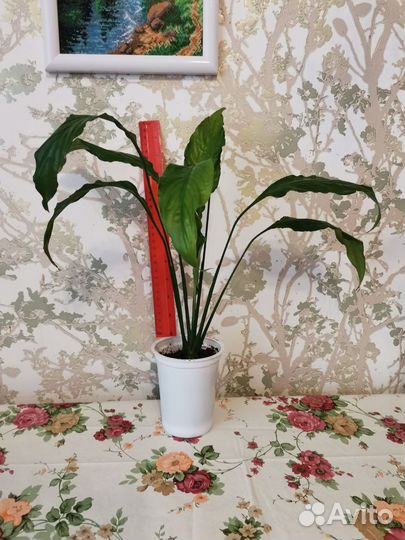 Спатифиллум Женское счастье