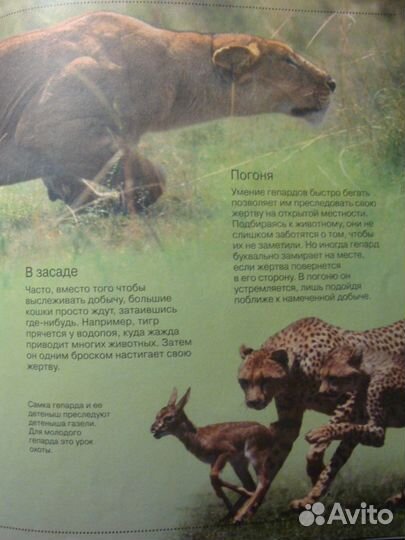 Большие кошки