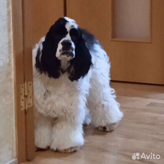Американский кокер спаниель вязка