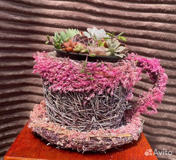 Суккуленты