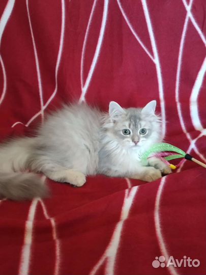 Британская длинношерстная золотая шиншилла