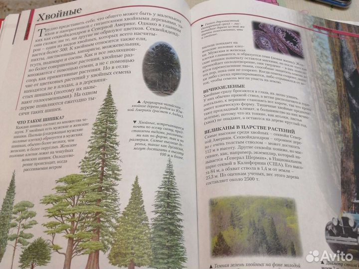 Школьная энциклопедия