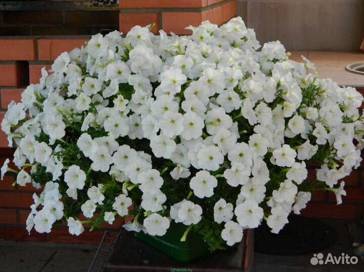 Петуния, тайдал