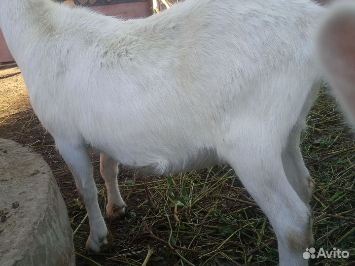 Козы, козел