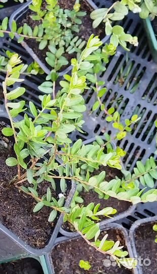 Саженцы клюквы садовой Пилигрим