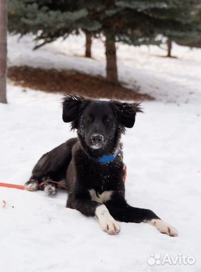 Найдена собака (кобель)