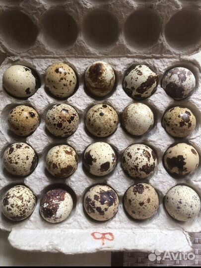 Инкубационное яйцо перепелов(фараон)