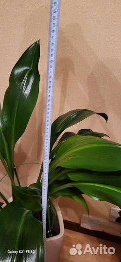 Эухарис амазонская лилия