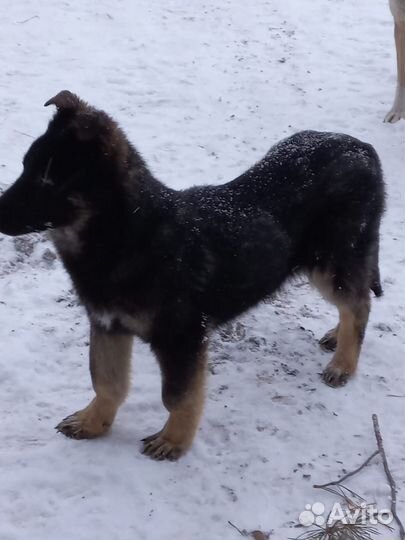 Щенки мальчик И девочка ищут дом