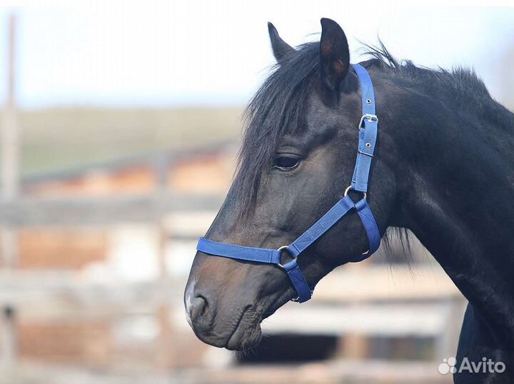 Конная амуниция готовая и на заказ