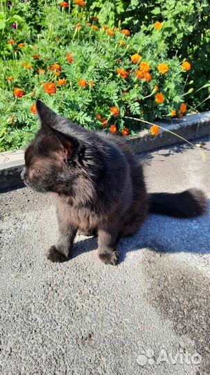 Кошка в дар бесплатно