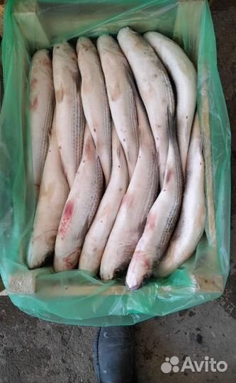 Азовская камбала