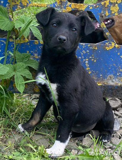 Щенок в добрые руки