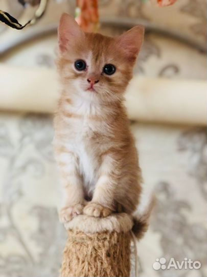 Кошечка 4 мес