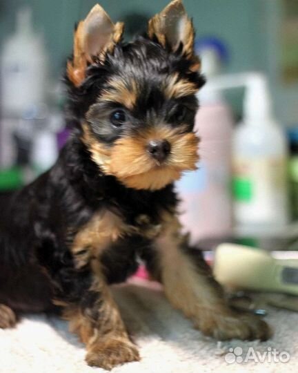 Симпатичные мальчишки йорки