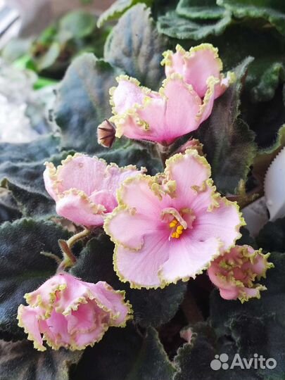 Фиалка Весна