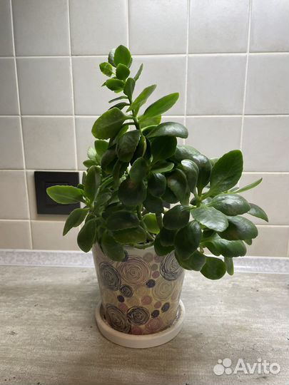 Каланхоэ в горшке