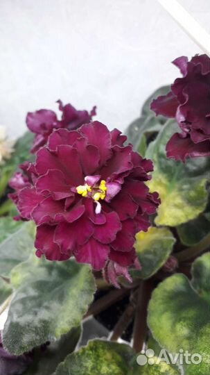 Сортовые фиалки