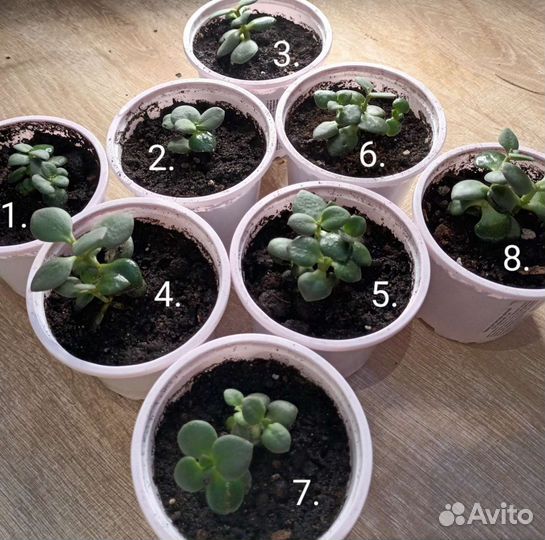 Толстянка. Денежное дерево. Живое дерево