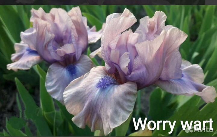 Ирис карликовый