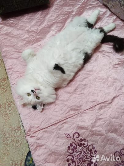 Кот