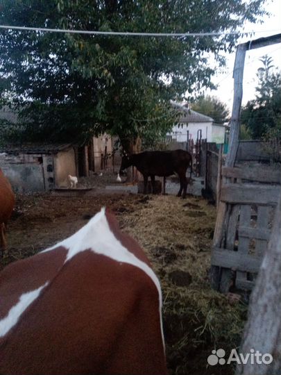 Коровы дойные