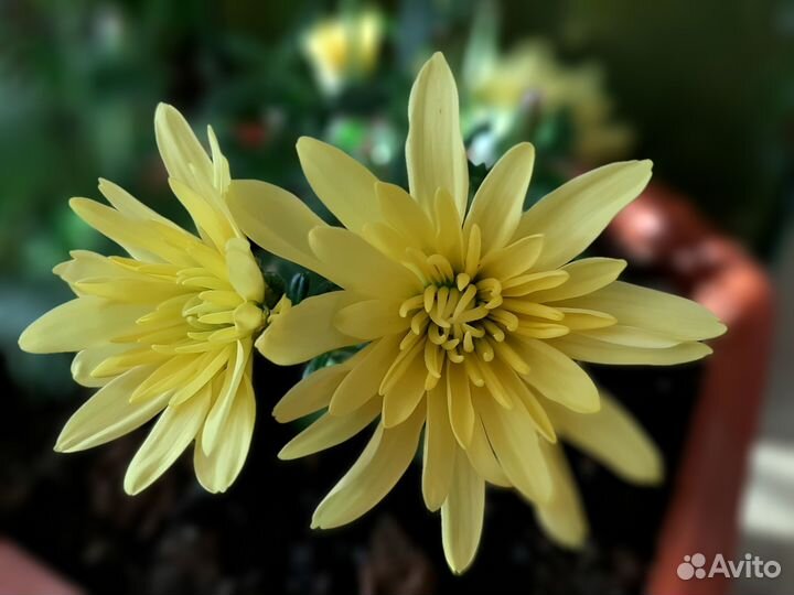 Хризантемы мультифлора