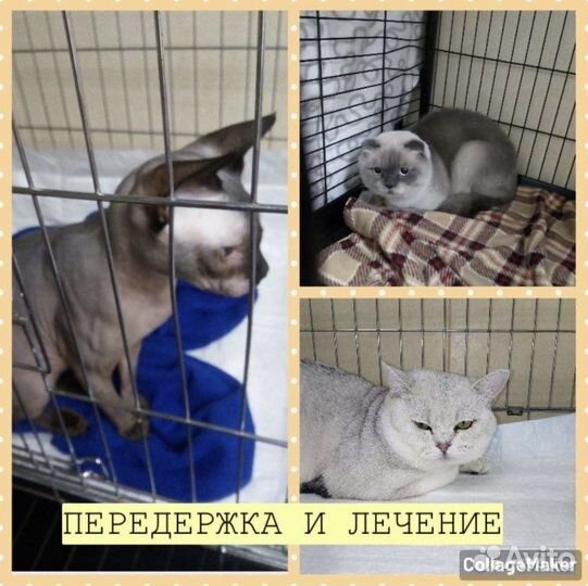 Передержка животных