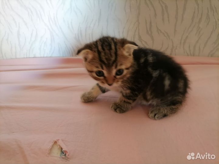 Продам вислоухого и остоухого котёнка