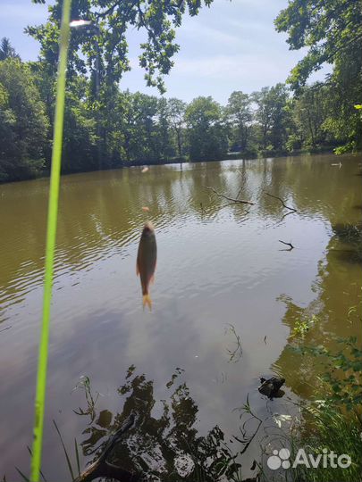 Shimotsuke Turing Monkey sp40 120 см 1-7