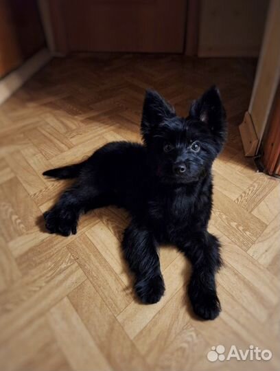 Вязка,бесплатно (кобель)