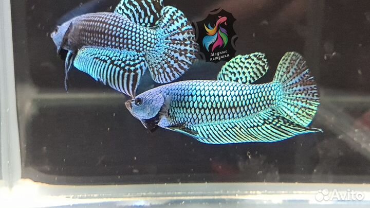 Рыбка петушок. Alien Betta Green Hybrid