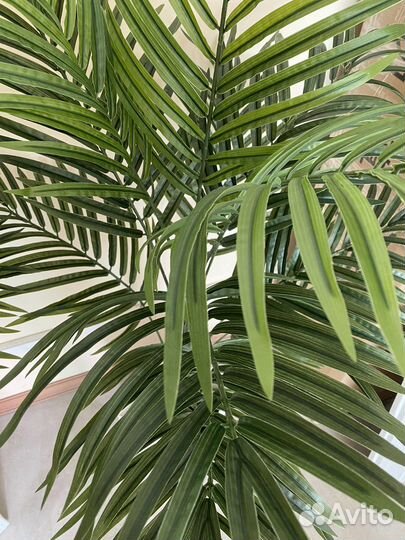 Фикус бенджамина пестролистный