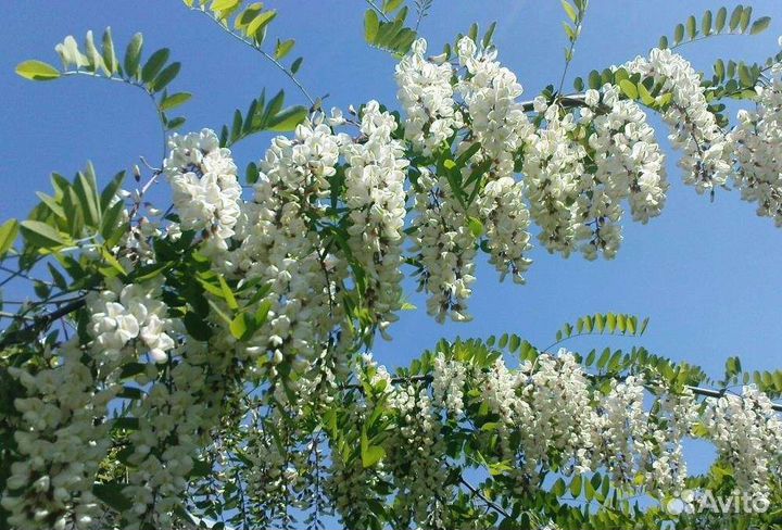 Акация белая