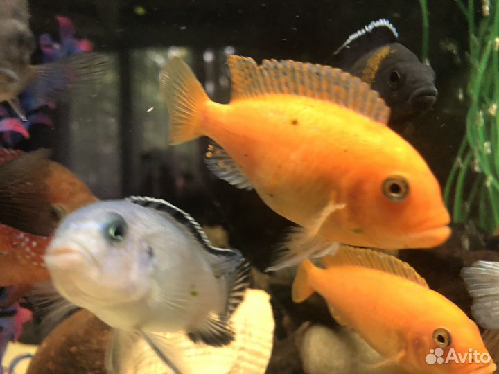 Цихлиды-мальки, пиндани, зебра