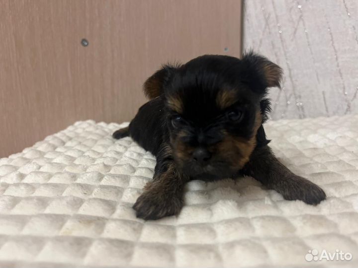 Йоркширский терьер мини беби фейс