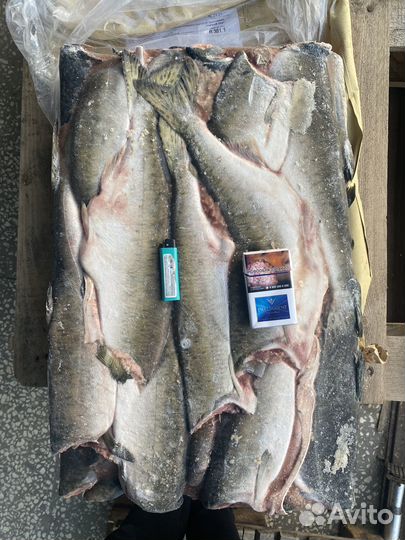 Свежемороженая горбуша оптом