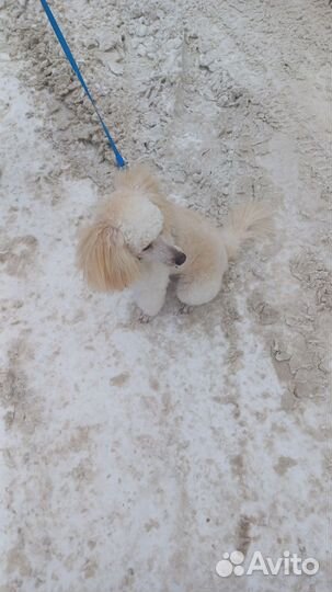 Малый пудель вязка