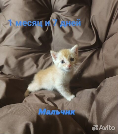 Кошка в дар бесплатно