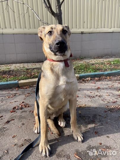 Красивый подросток ищет дом