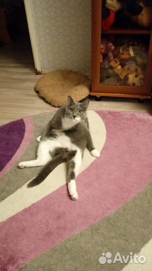 Кот Геннадий в добрые руки