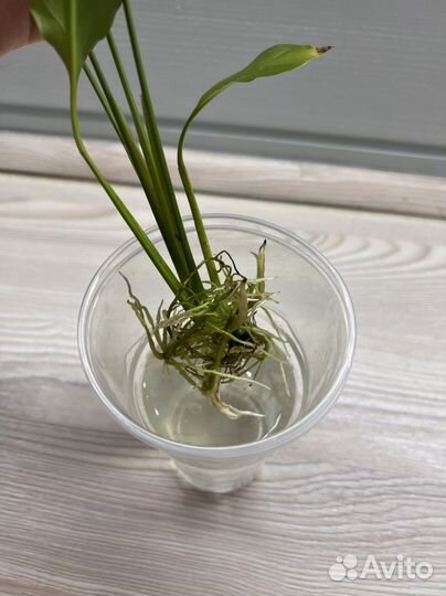 Спатифиллум