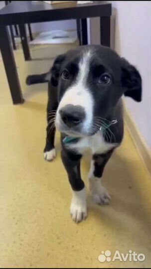 Щенки бесплатно