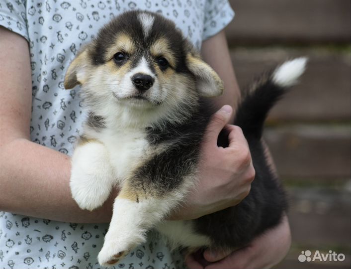 Вельш корги пемброк,кобель