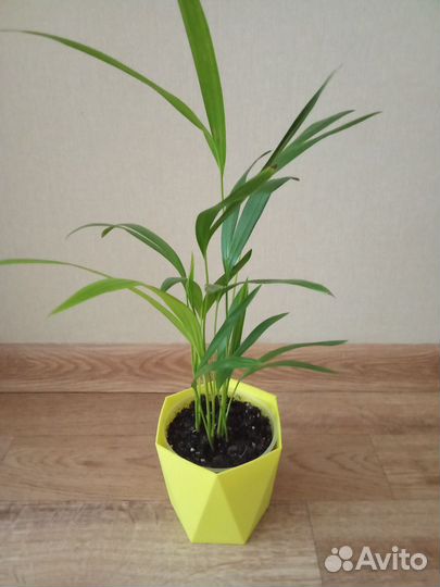 Хризолидокарпус