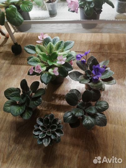 Сортовые фиалки