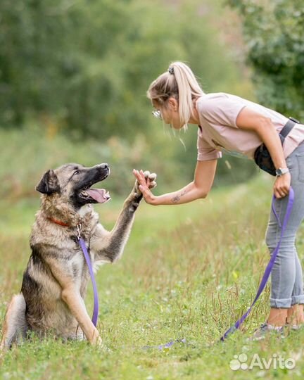 Собака в добрые руки
