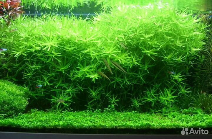 Растения для аквариума