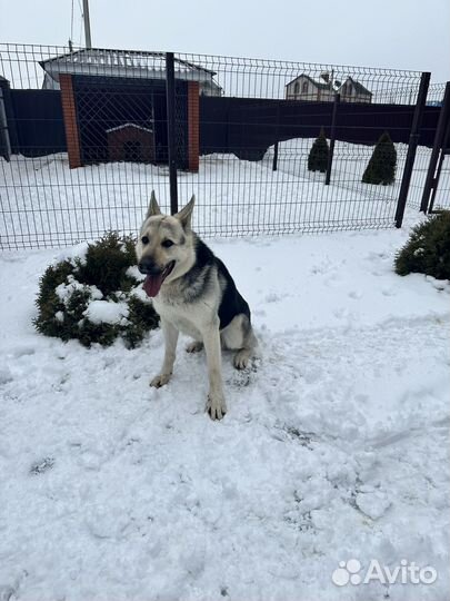 Восточноевропейская овчарка вязка