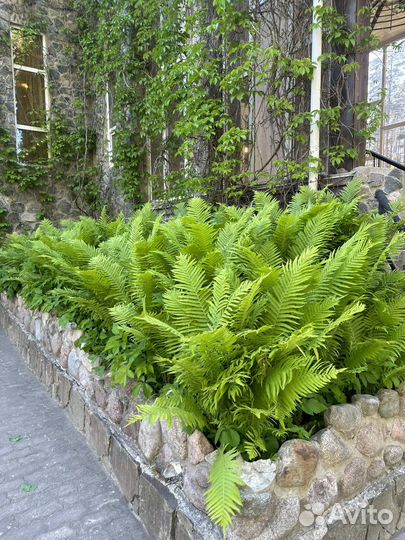 Кочедыжник женский- папоротник